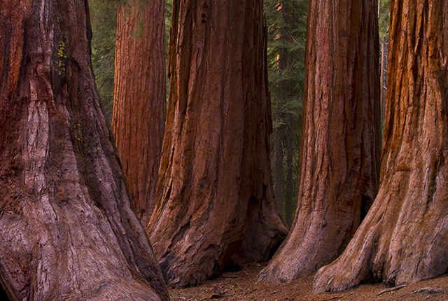 Bachelor and Three Graces in Mariposa Grove, Yosemite National Park, California